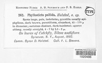 Phyllosticta pallida image